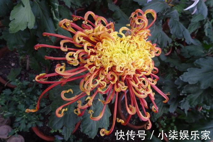 凤凰振羽|喜欢菊花，不如养盆“十大名菊”凤凰振羽，似凤凰展翅，光彩夺目