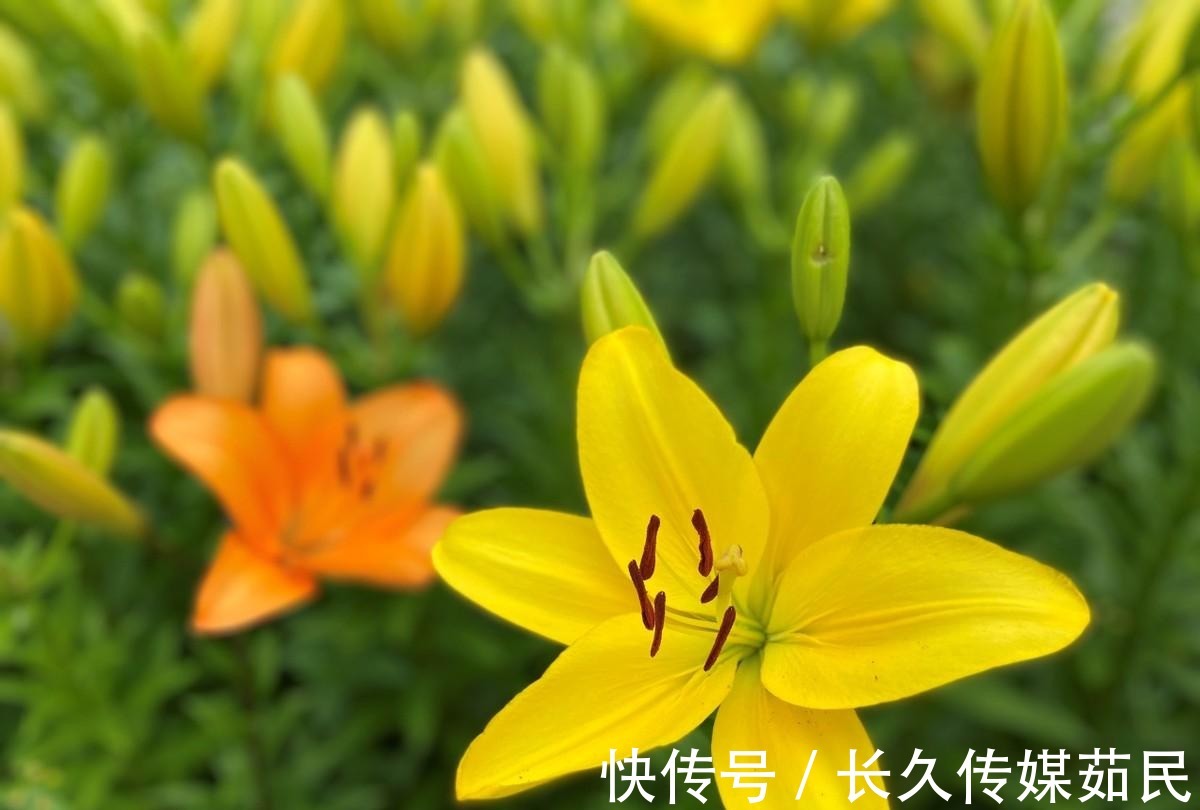 百合花|沈阳沈水湾公园：又美又仙百合花海