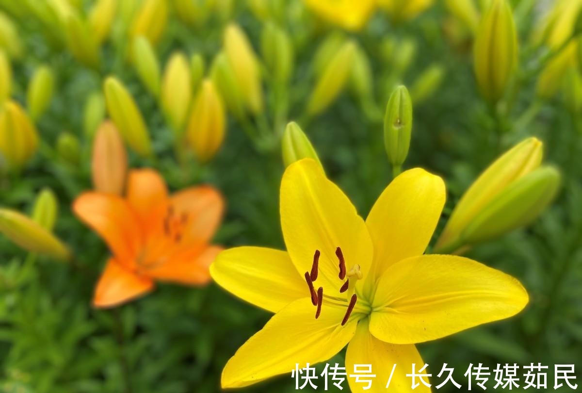 百合花|沈阳沈水湾公园:又美又仙百合花海