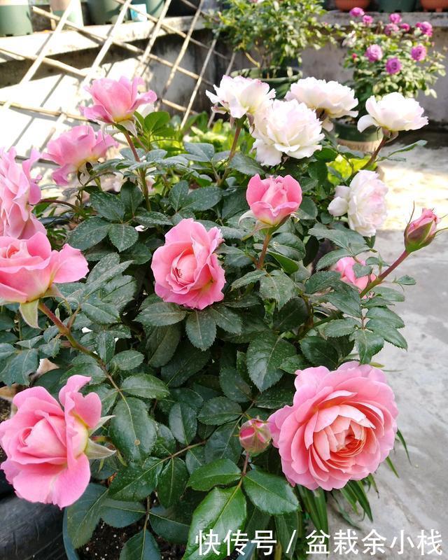 一款超级香的阳台盆栽花,花朵也漂亮,四季都开花,养护也不难