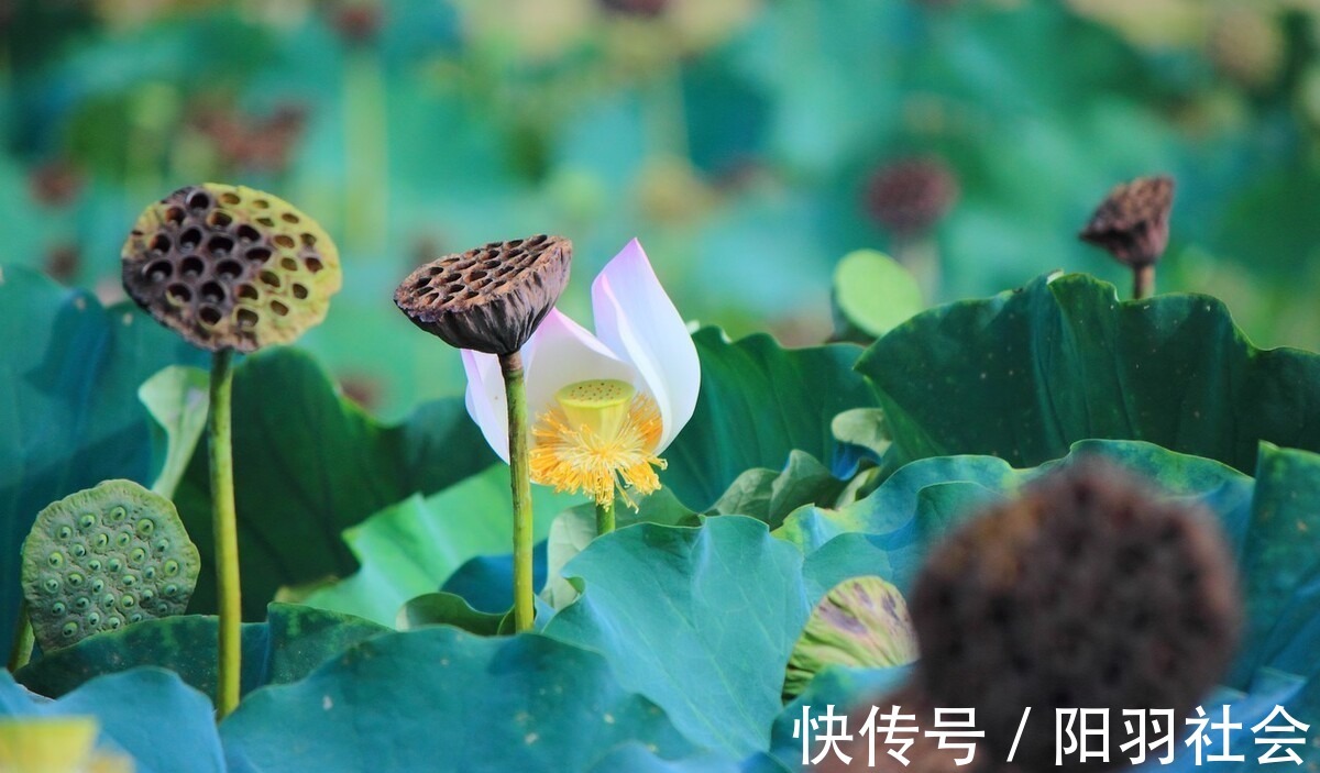 岁月$止于唇齿,匿于流年,谁的岁月,弹指刹那,谁的沧桑,掩去芳华