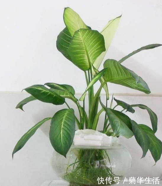 新手|这五种喜欢水的植物,随便浇水都不怕,适合新手养