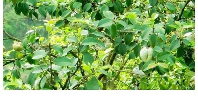 相思子|在农村分布有5种野果,全都含有“剧毒”,遇到千万不要采摘误食