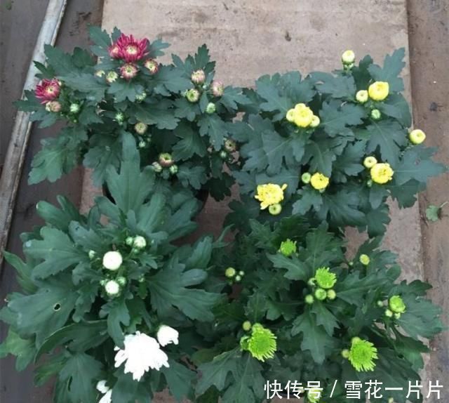 家里有空盆这“4种花”现在栽一盆,一入秋就“开成大花球”