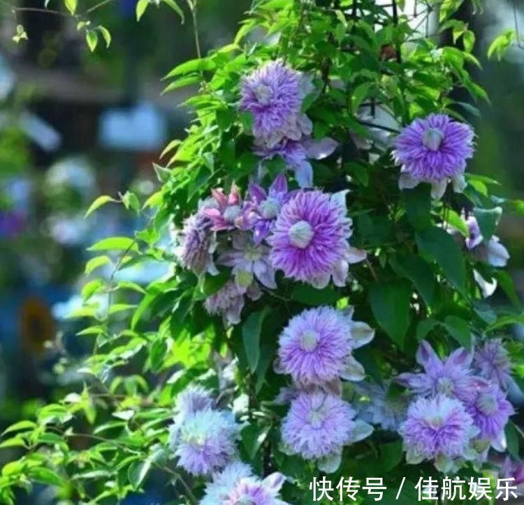 美极了|夏天“盛开”的几种花,越热越开花,家中养2盆,美极了