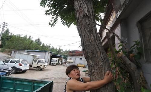 荒地|家里三亩荒地,种上香椿,十年后收木材做家具怎样?