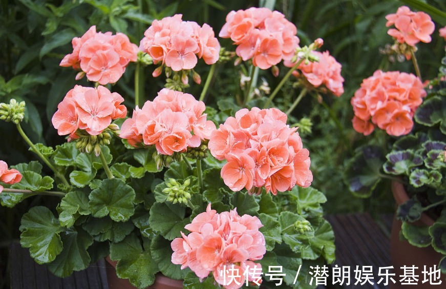 阳台上|封闭阳台养花，要“精挑细选”，选几种准没错，春夏秋冬花不断