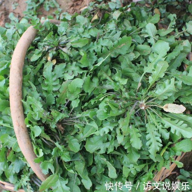 野草|农村这些野草，抗癌、降压、补充各种维生素，有钱人花高价买来吃