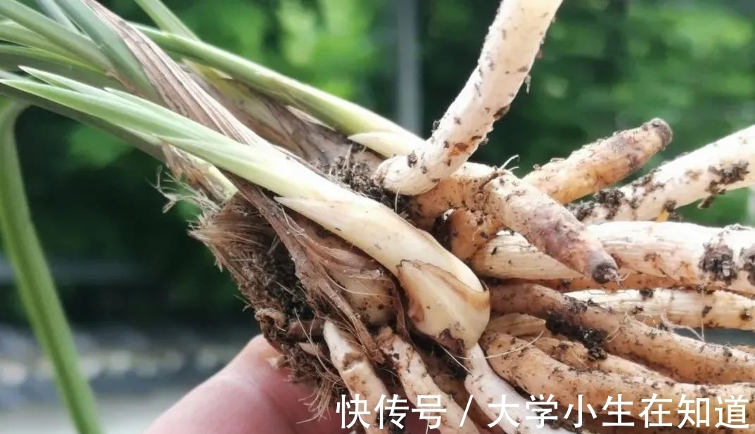 兰花烂根后最怕什么？正确处理有技巧，这4种会加速兰花枯死