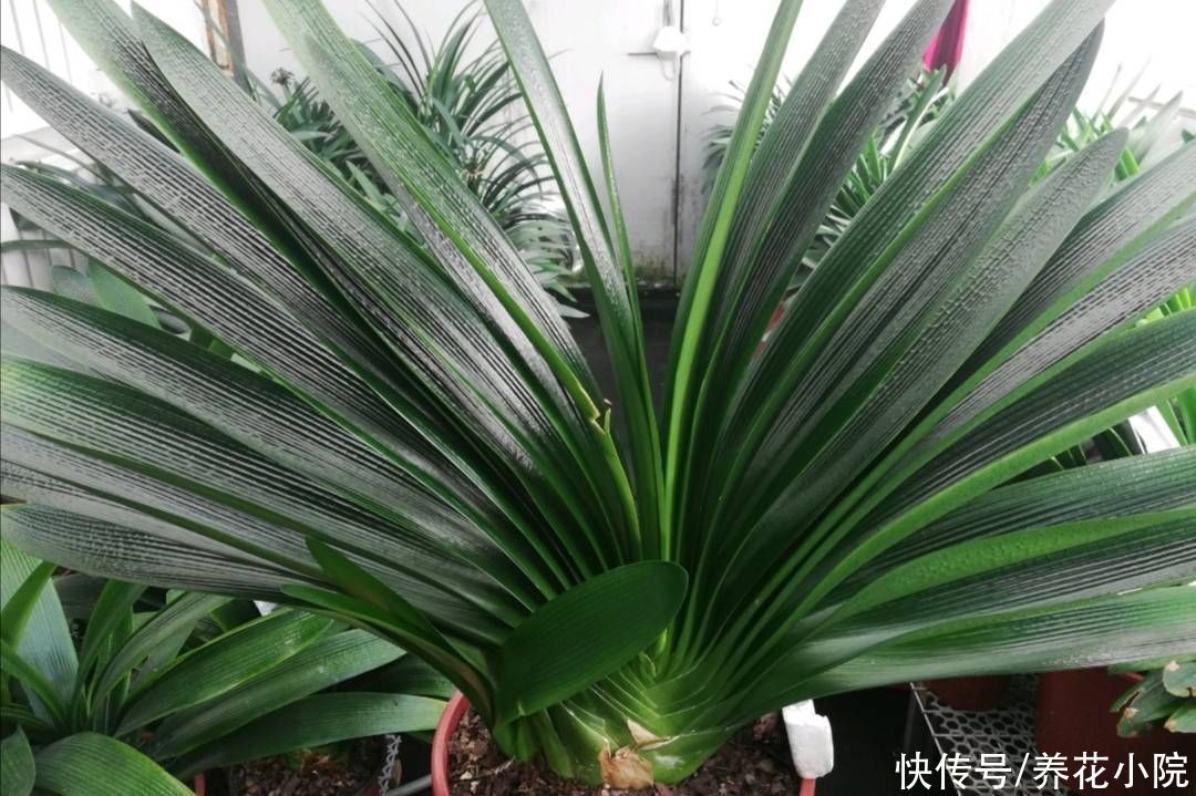 花苞|秋天3种花“睡醒了”,给它们补足养分,花苞长满枝头