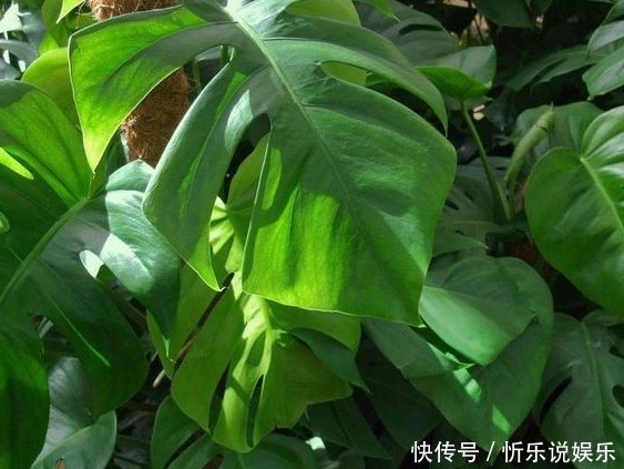 这些花真好养,光浇水就能爆盆,天天浇水,天天开爆盆