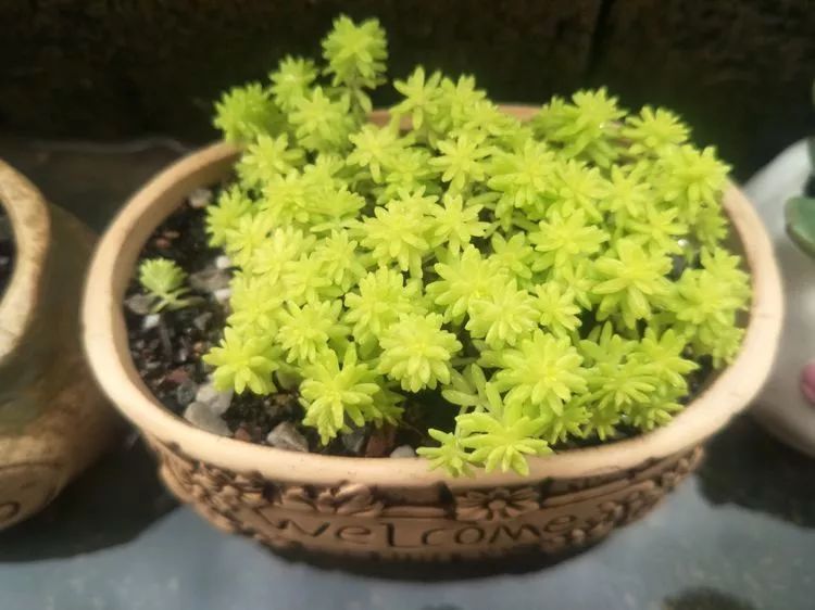 养多肉一年来的点点滴滴,一直在路上,一直惊喜不断!