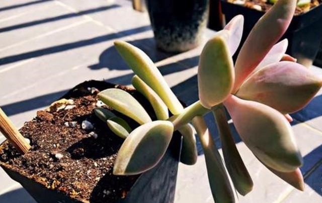 枝干|多肉枝干徒长学会剪一剪,母株变美、枝干扦插成新生幼苗