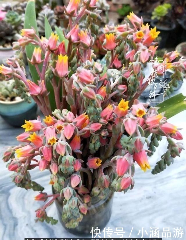 从一颗到500多盆，遇见多肉后，满眼全是你！