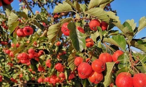 空地别闲着了！这几种树再穷也要栽一棵，果子比蜜甜，好养活