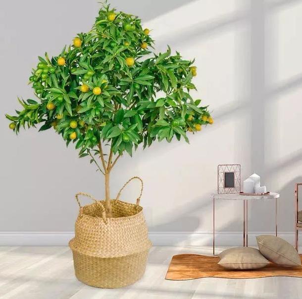 盆栽文竹、吊兰、发财树，枝叶过密招蚊虫该怎么办剪剪就变美