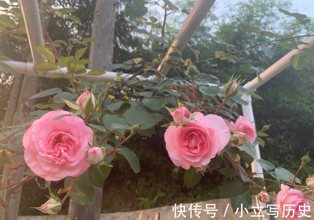 缺德商贩，把“绿化草”包装成“进口花”来卖，上当的人真不少