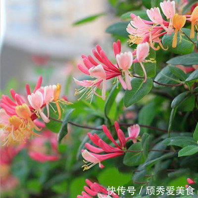 栀子花|美貌花卉，养一盆，香飘满屋，大自然赐予的“天然空气清新剂”