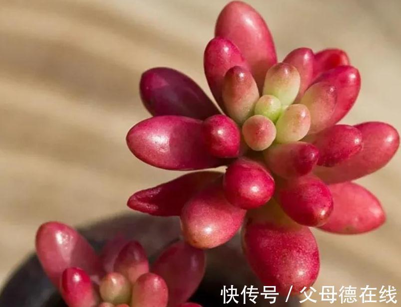 6种大普货多肉,真的好养易出状态,秋冬上色后超级漂亮