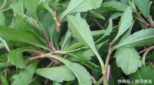 马头兰|农村里的这两种野草,你认识吗?城里人很少有人认识它