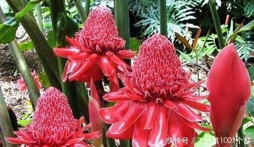 花期|花期最长的花朵,神秘的一朵都能保持半年,你肯定都没有见过!