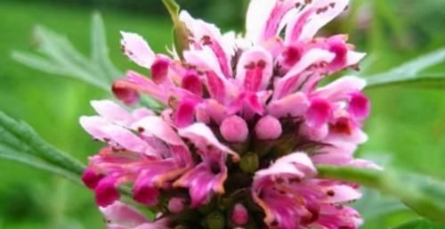 李医师|秋天吃了年轻的食物,女性坚持吃,预防便秘,肌肤红润,有光泽