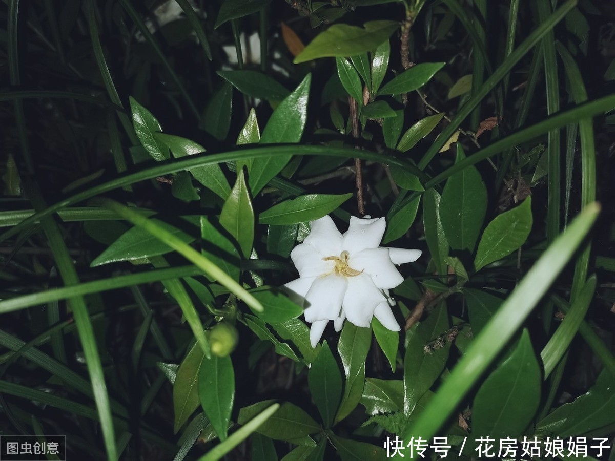 修剪|茉莉花、栀子花开了一茬又一茬,原因这么简单,一步就能做到