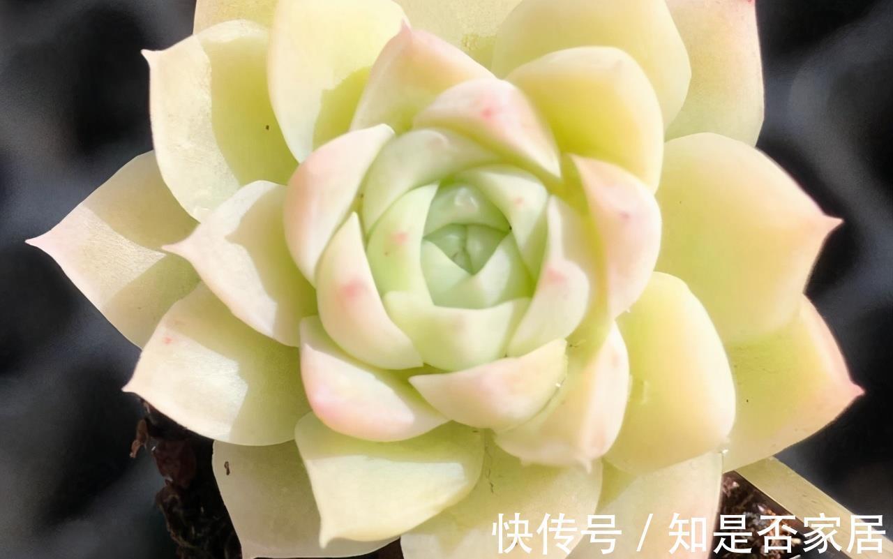 麦秆|三款按头卖的贵货多肉,美杜莎和白菊已经很亲民,麦秆还是天价