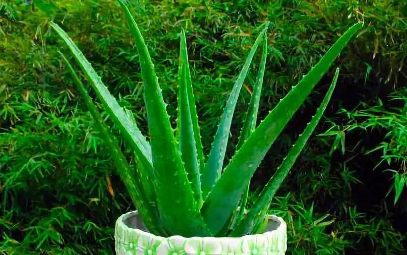 养芦荟记住以下7点，叶片翠绿肥厚，一年养爆盆