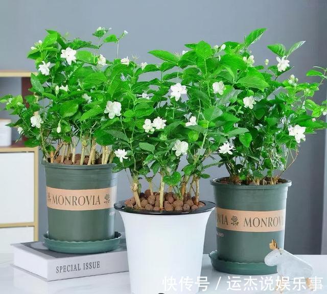 公认的“六种健康花”，建议至少养一盆，好看好吃，有些还喷香