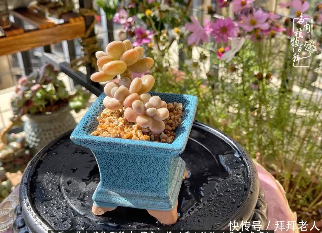 多肉与我,不负时光韶华!