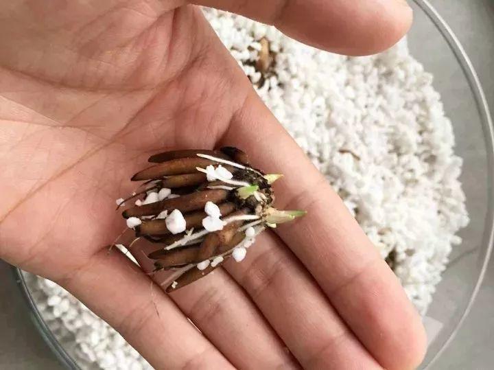 未来一个月,9种花就是抢手货,不养亏大了!