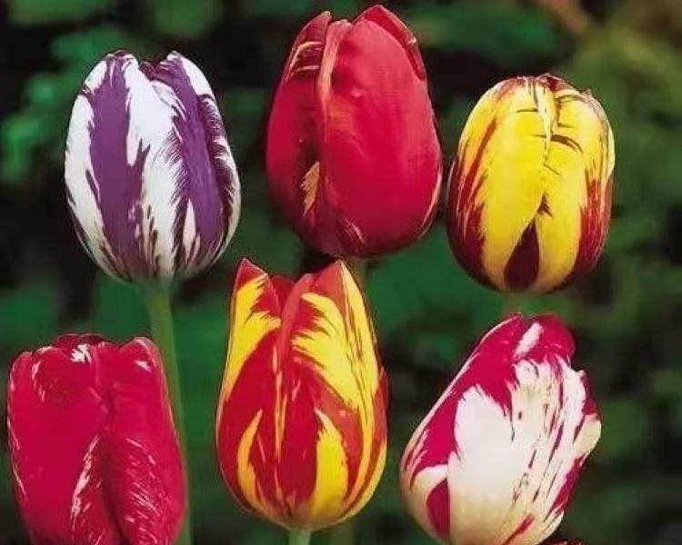 世界上最贵的6种花,植物界的“无价之花”,看看你认识几种