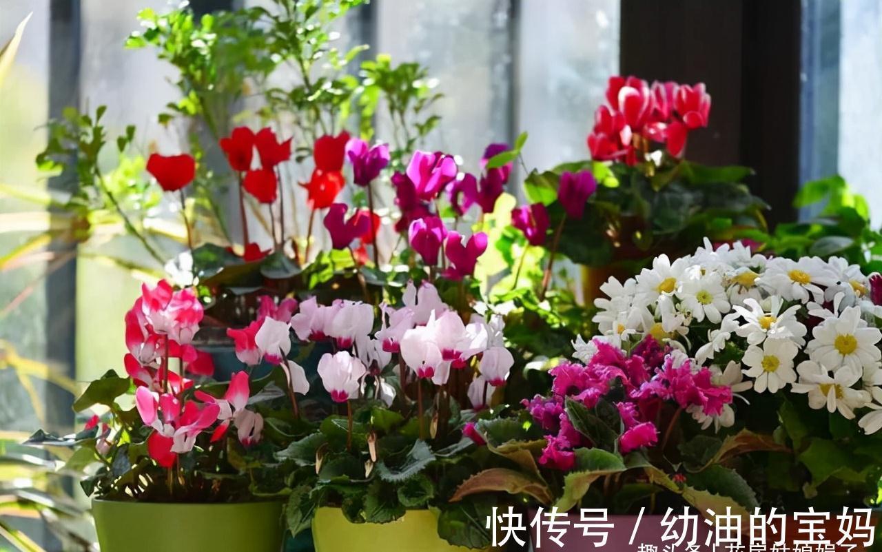 买花时不要合了眼缘就买回家,这8种花不好养,新手还是放弃吧