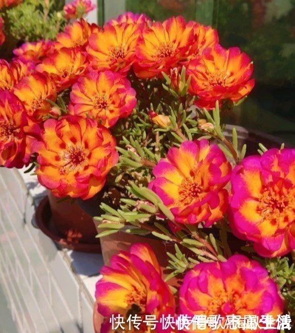 耐旱|阳台养花,就选这几种,一个月不浇水,也能打鸡血似的开满花!