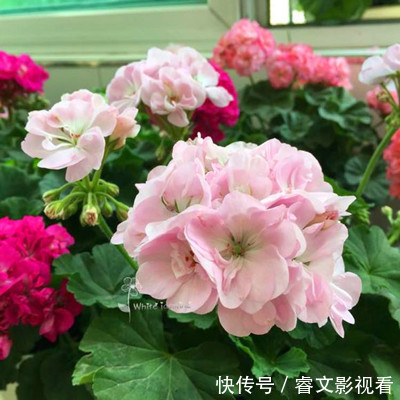 阳台|阳台种了30多种天竺葵,美不胜收,客人来了都舍不得走