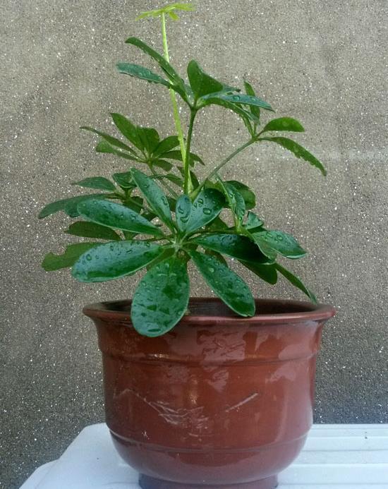 养鸭|养好鸭脚木，有“2点”挺关键，长势很好，枝叶油绿又茁壮