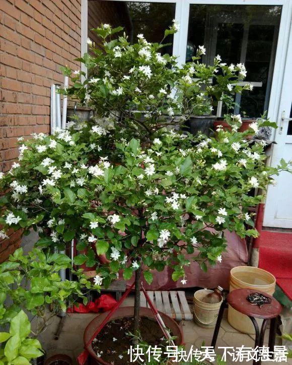 夏天|3种“漂亮花”,香气浓郁,大牌香水的“原料”,又香又美又值钱