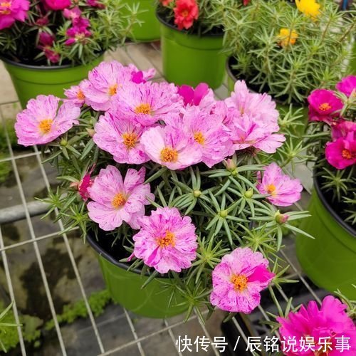 4种漂亮花，趁着“热天”快扦插，不但易生根而且长得快