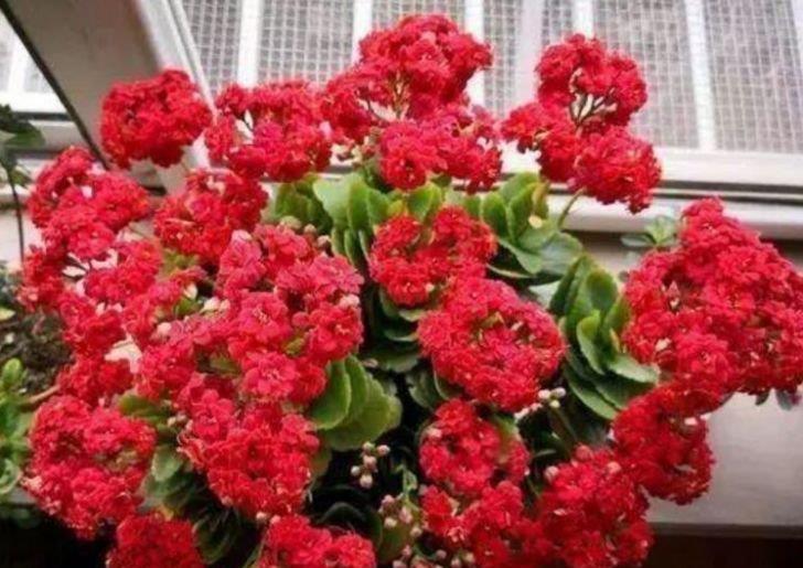 开花最香的3种花，家里养一盆，开花多，不费事就能养好！