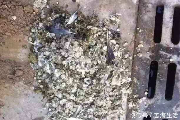 家里养蟹爪兰,提前准备3种肥料,到了9月开始“贴秋膘”