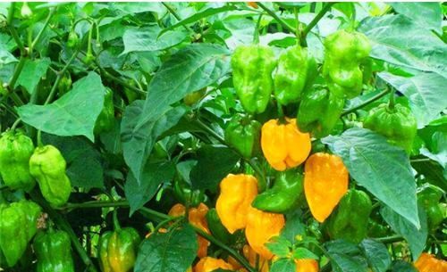 女性懷孕時(shí)，別舍不得吃3種水果，常吃有益孩子發(fā)育，還能排毒