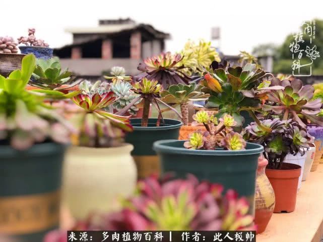 骄阳艳玫瑰,梦幻魔法师!独爱你的百媚千红!