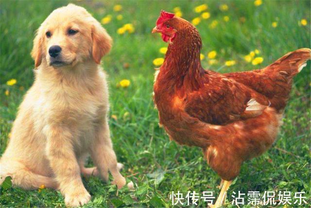 老百姓$古人讲“鸡不过六,犬不过八”,是何意实为“事出反常必有妖”