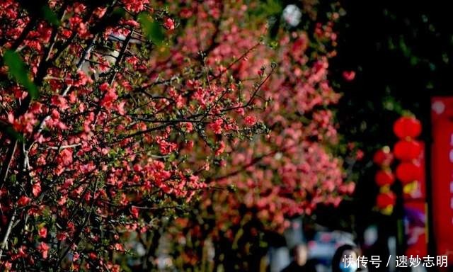 中年|满园春色关不住！绵竹的“花花世界”已美成这样