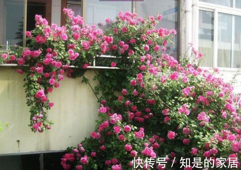 游行|不容错过的一款藤本月季,颜色靓丽长势旺,轻松开出一片花墙