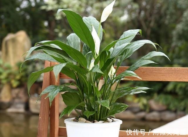 家中养一帆风顺，4种情况容易造成黄叶，调整后长势好！
