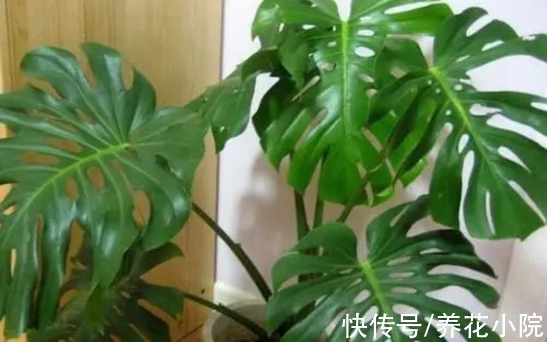 植物|适合养在室内的6种植物，枝叶翠绿，美观又大方