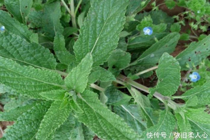 咳嗽|天气干燥,咽喉肿痛痰多难受此药泡水喝,咳嗽不咳,胜过止咳药