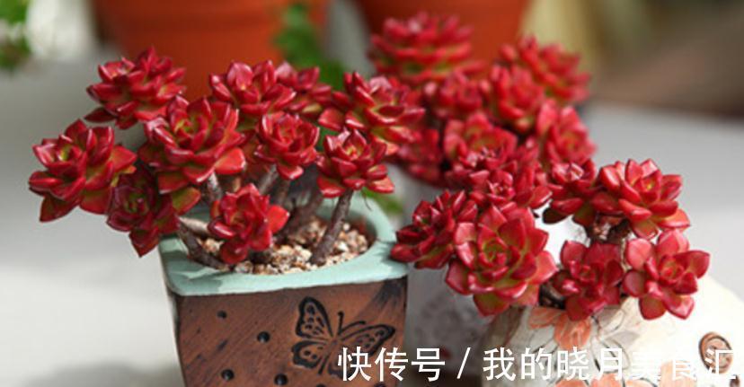 多肉蒂亚，从买回家到现在，叶子一直绿得像盘菜，该怎么办？